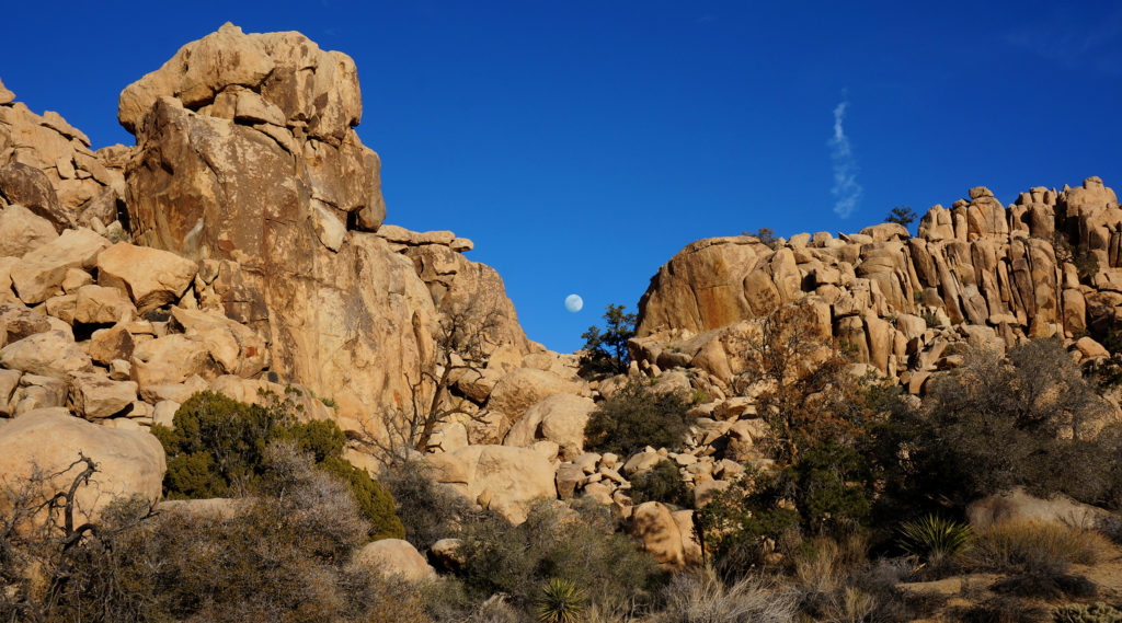 Week 30.1:  Joshua Tree National Park