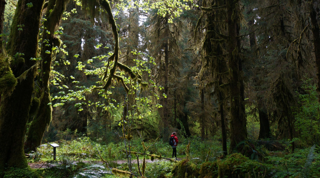 Week 44: Olympic National Park